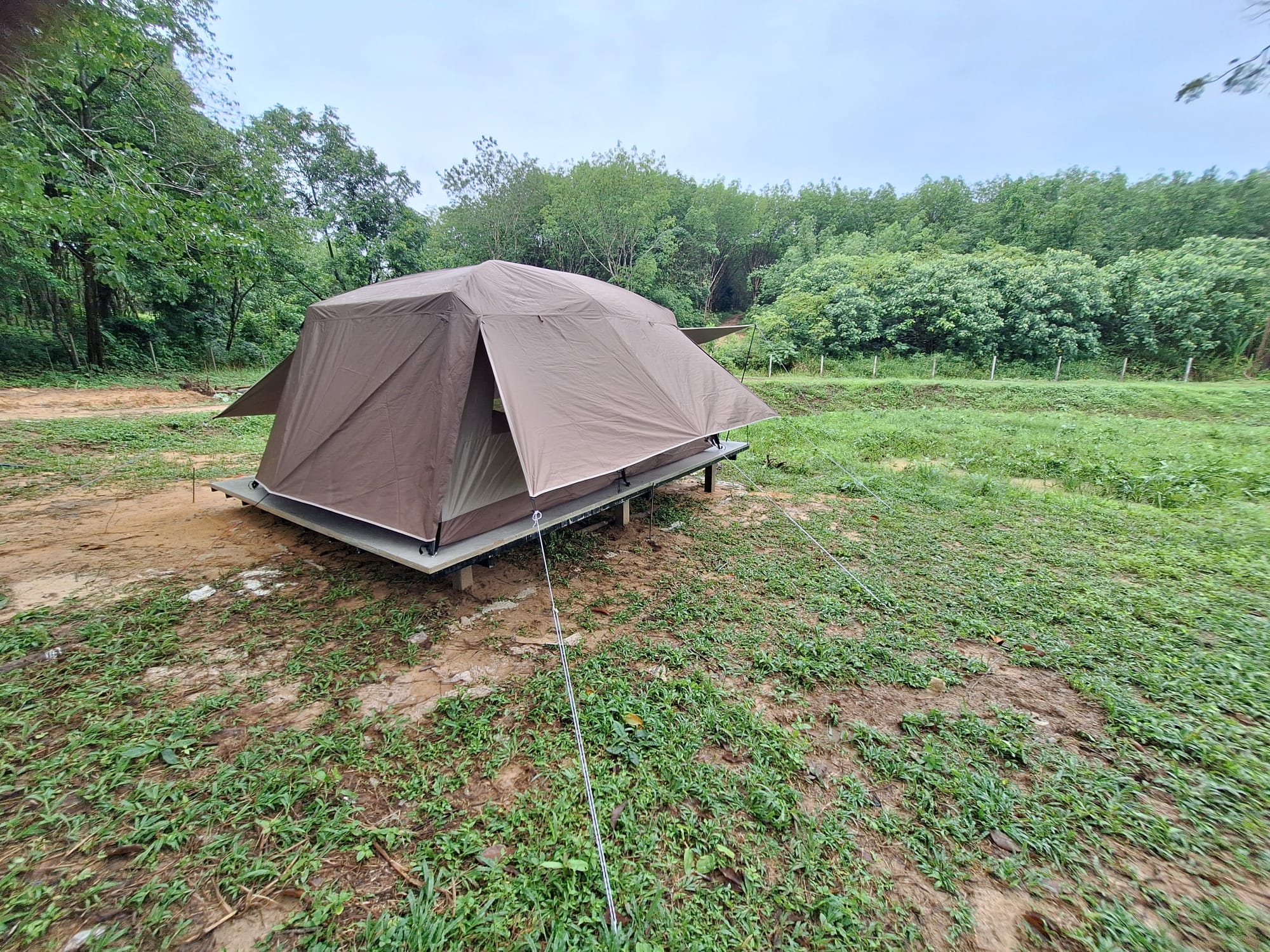 Wide view of the dome tent on its platform in the clearing, with the tree line and fence behind