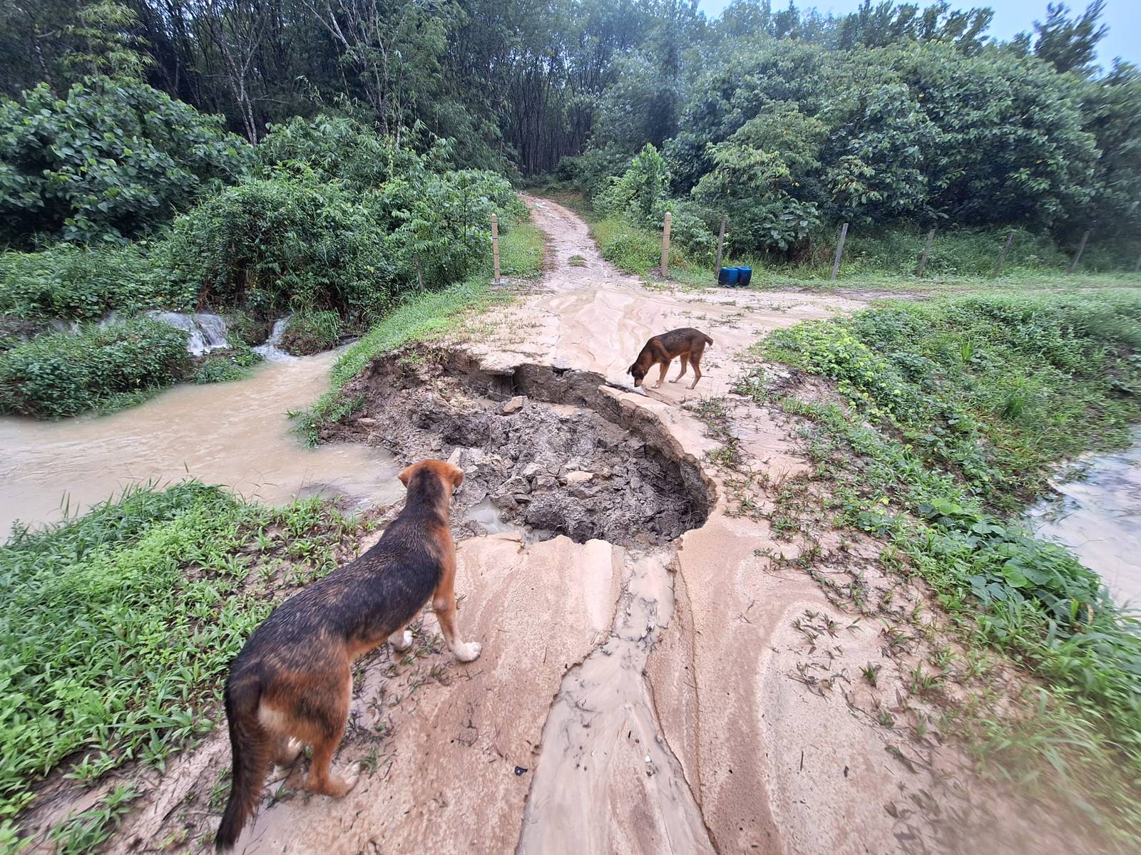 After a week of heavy rain, the dirt road to Philip's place partly washed away into a large collapsed hole, with two dogs inspecting it