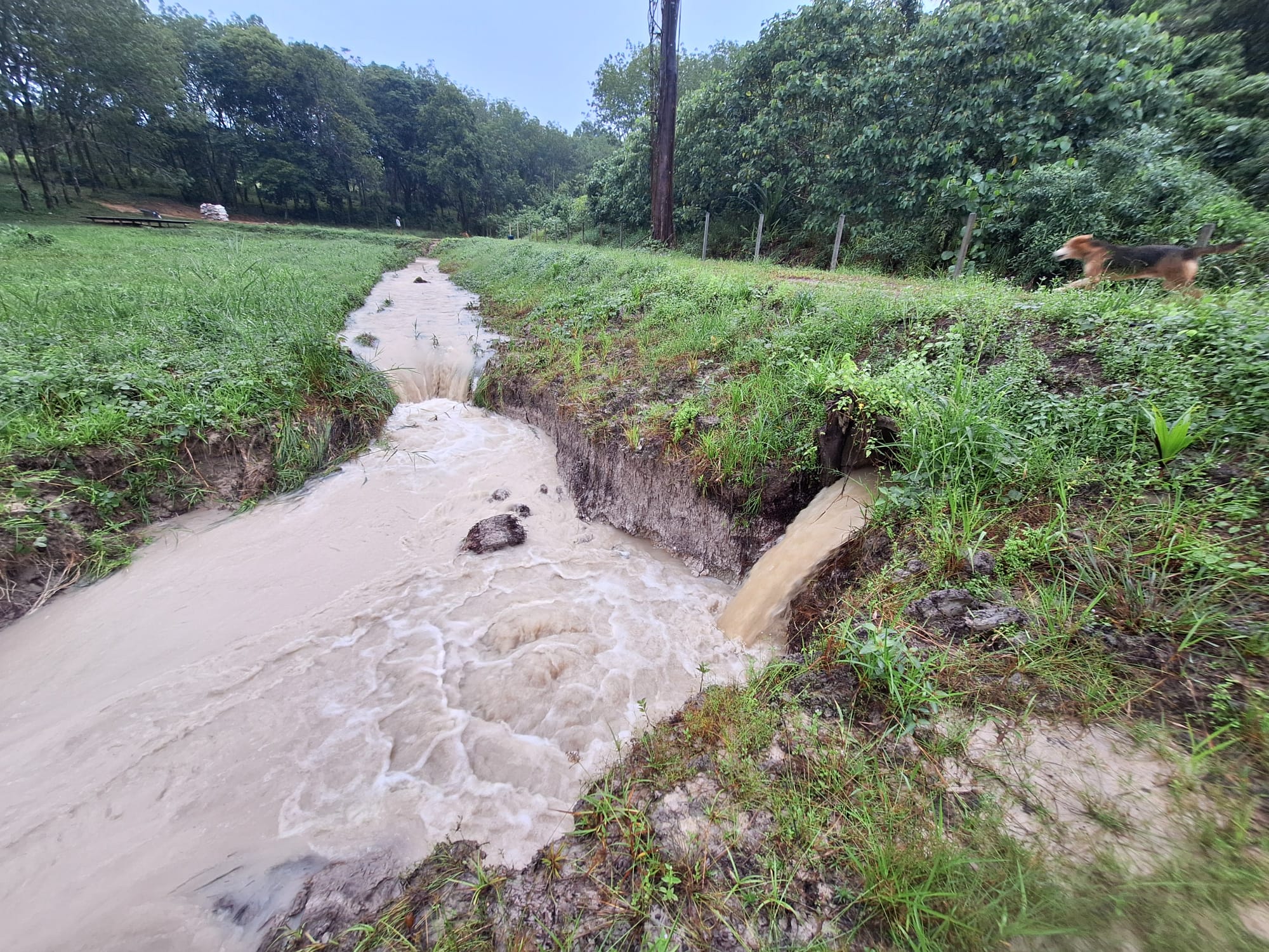 Floodwater beside the field: brown rainwater rushing down a deep eroded channel and pouring out of a pipe, with a dog running along the grassy bank